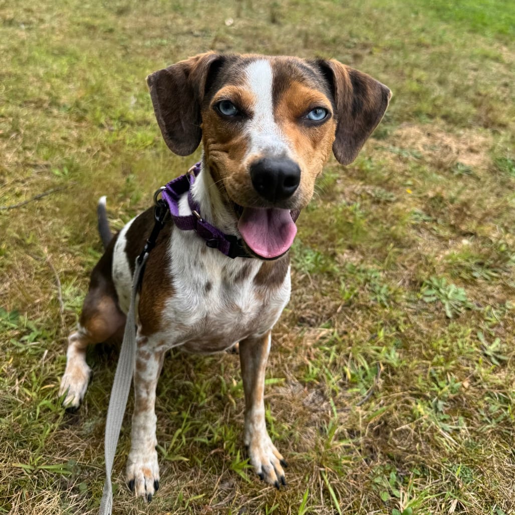 Photo of Storm, adoptable Beagle in Berea, Ohio