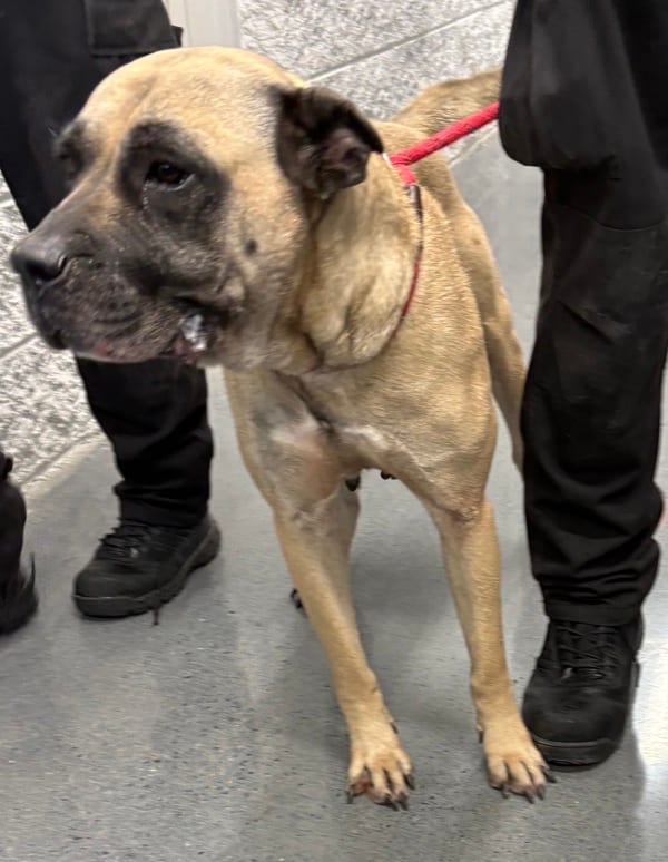 Photo of Storm, adoptable Mastiff cross in Lawrenceville, Georgia