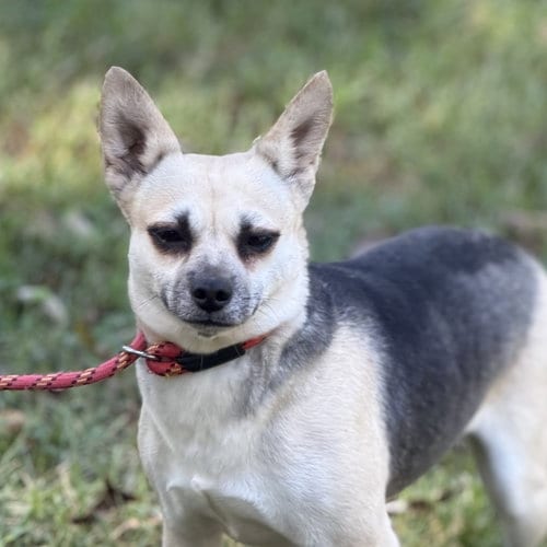 Photo of Bo Peep, adoptable Chihuahua in Yardley, Pennsylvania