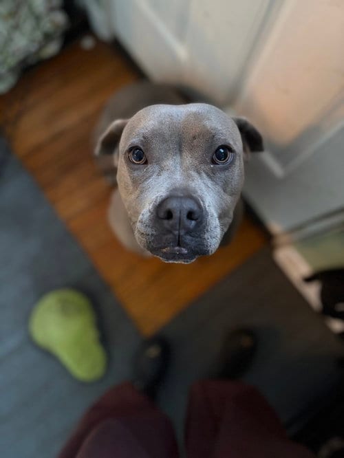 Photo of Lil Mama, adoptable American Pit Bull Terrier in Holly Springs, North Carolina