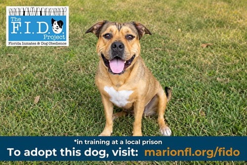 Photo of Lyja, adoptable American Bulldog in Ocala, Florida
