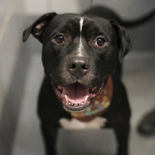 Photo of Gentleman, adoptable American Staffordshire Terrier in San Antonio, Texas