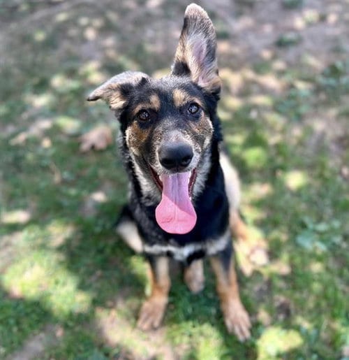 Photo of Sandy, adoptable German Shepherd Dog in Riverside, California