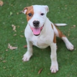 Photo of Trooper FJ, adoptable Redbone Coonhound American Pit Bull Terrier in Hartford, Connecticut