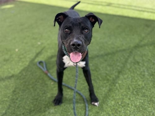 Photo of Pacman, adoptable American Pit Bull Terrier in Phoenix, Arizona