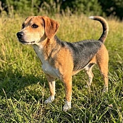Photo of Hank, adoptable Beagle Chihuahua in Pittsfield, Illinois