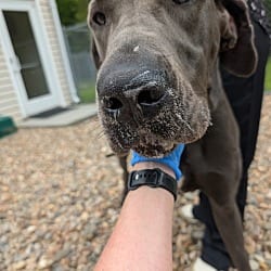 Photo of Charlie, adoptable Great Dane in Bullard, Texas