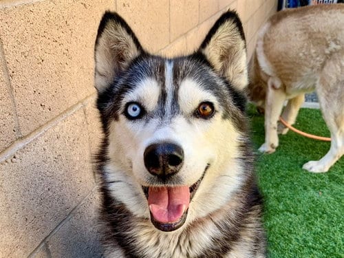 Photo of Luna, adoptable Siberian Husky in Moreno Valley, California