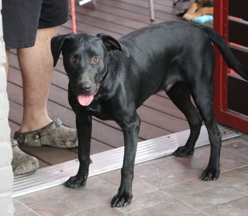 Photo of Corn Dog, adoptable Labrador Retriever in Pflugerville, Texas
