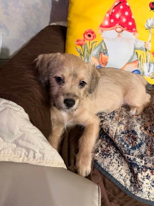 Photo of Georgette, adoptable Chihuahua in Visalia, California