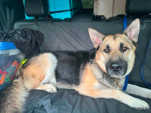 Photo of Hodor, adoptable German Shepherd Dog in SKOKIE, Illinois