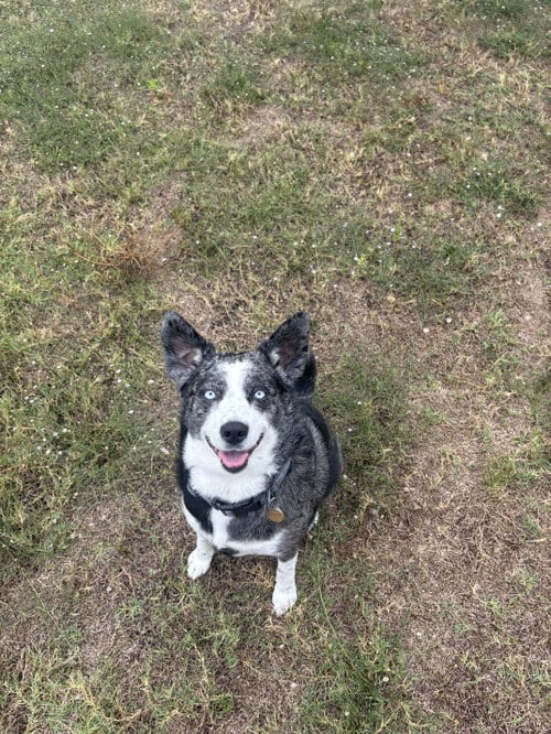 Photo of Skylar, adoptable Australian Shepherd in Dallas, Texas