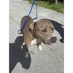 Photo of Benny, adoptable American Pit Bull Terrier in Doral, Florida
