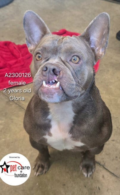 Photo of Gloria, adoptable French Bulldog in Van Nuys, California