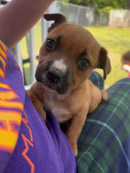 Photo of Lux, adoptable Boxer in Holly Springs, North Carolina
