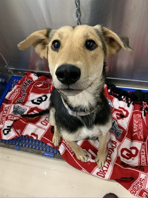 Photo of Nadine, adoptable Husky in Fairbanks, Alaska
