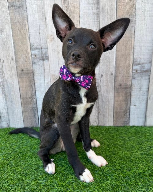 Photo of Kip, adoptable Chihuahua in Corona, California