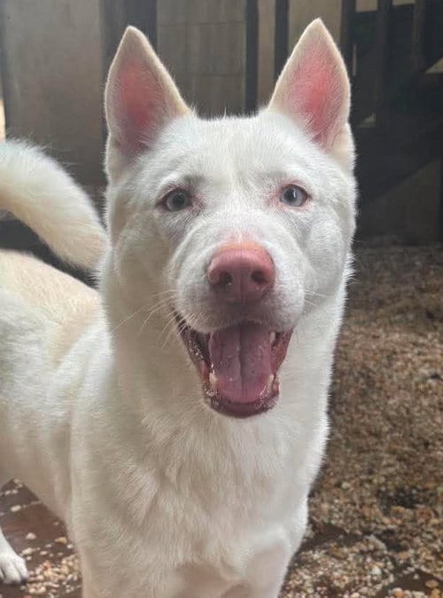 Photo of Ghost, adoptable Siberian Husky in Matawan, New Jersey