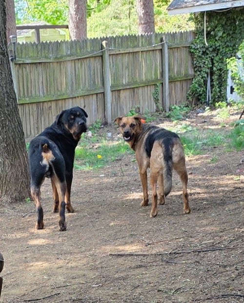 Photo of Shepherd and Rotti who need a home, adoptable Rottweiler in Mechanicsburg, Pennsylvania