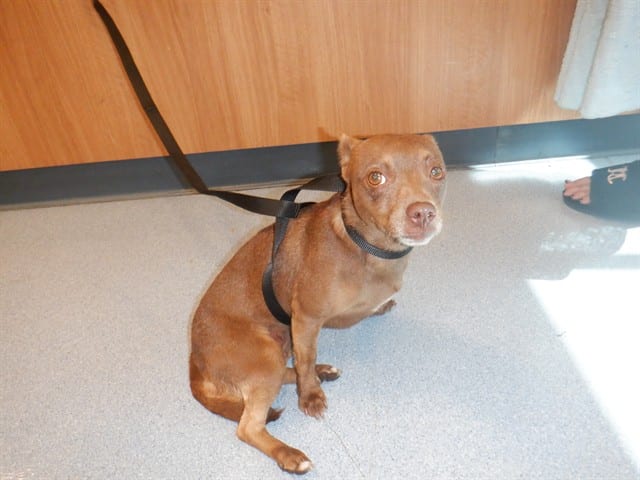Photo of Aquarium, adoptable Chihuahua - Smooth Coated in San José, California