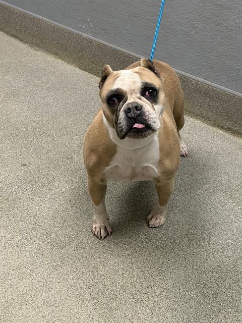 Photo of Pumpkin, adoptable English Bulldog in Las Vegas, Nevada