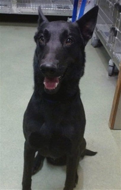 Photo of Dracula, adoptable Belgian Shepherd Malinois in San Bernardino, California