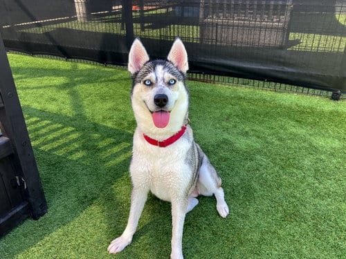 Photo of Holly, adoptable Siberian Husky in Orange, California