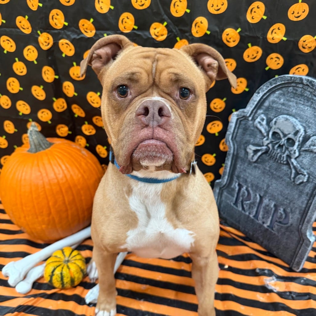 Photo of Maia, adoptable Boxer / Mix in Kanab, Utah