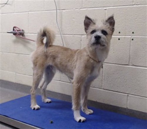 Photo of Scotty, adoptable Terrier in Denver, Colorado