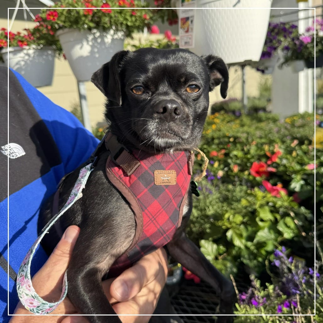 Photo of Maize, adoptable Pug / Chihuahua in California, California