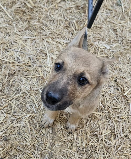 Photo of Cini, adoptable Cattle Dog in Sandy, Utah