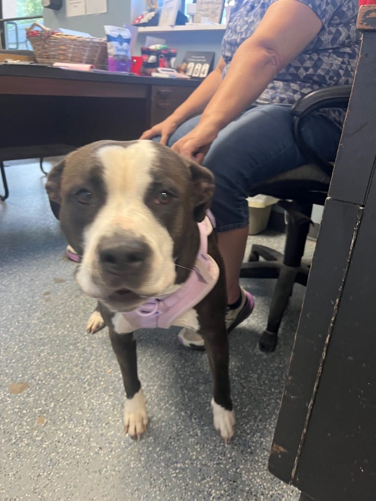 Photo of Pretty Girl, adoptable Mixed Breed in Brazil, Indiana