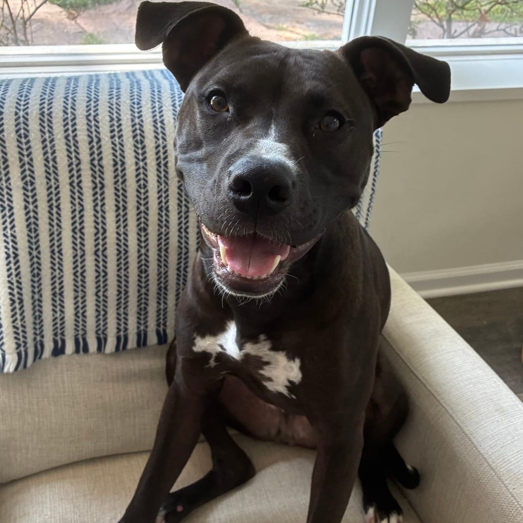 Photo of Marley, adoptable Terrier, Pit Bull / Mixed Breed (Medium) in Fairfax Station, Virginia