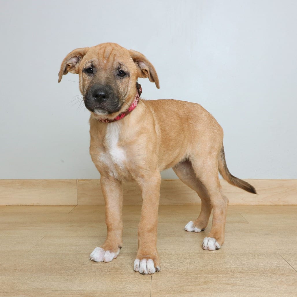 Photo of Naydra D70884, adoptable Terrier, American Pit Bull / Shepherd, German in Minnesota, Minnesota