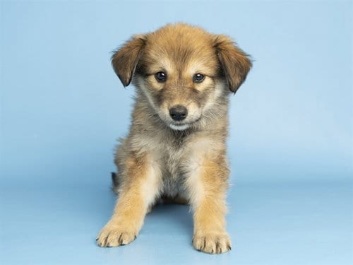 Photo of Chanel, adoptable Australian Shepherd in Phoenix, Arizona