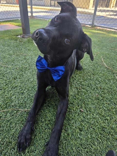 Photo of Laffingwell, adoptable Labrador Retriever in Downey, California