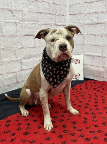 Photo of Cooley, adoptable Pit Bull Terrier in Detroit, Michigan