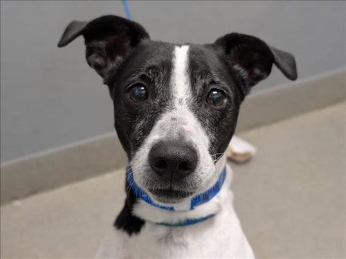 Photo of Floki, adoptable Terrier in Las Vegas, Nevada