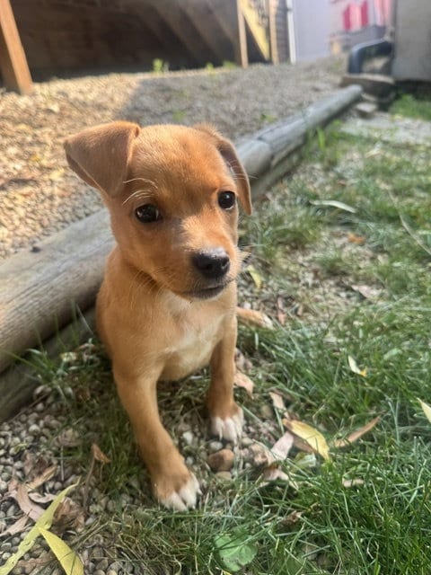 Photo of Rocky Bear, adoptable Chihuahua in Plainfield, Illinois