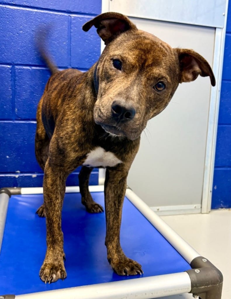 Photo of Nutter Butter, adoptable Pit Bull Terrier in Hartsville, South Carolina
