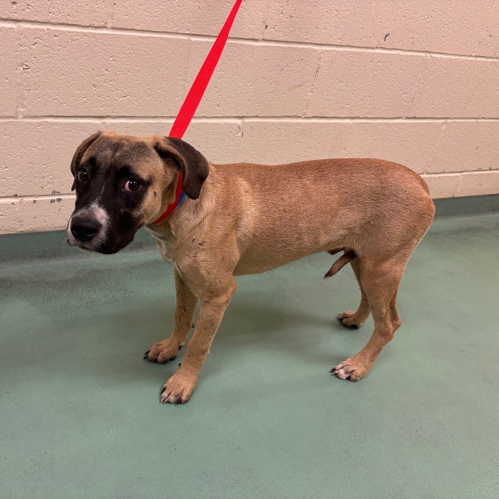 Photo of Earl, adoptable dog