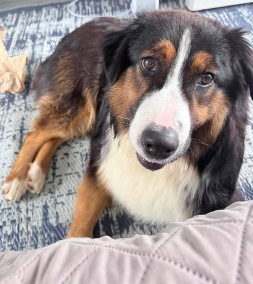 Photo of Lyle, adoptable Australian Shepherd in St Clairsville, Ohio