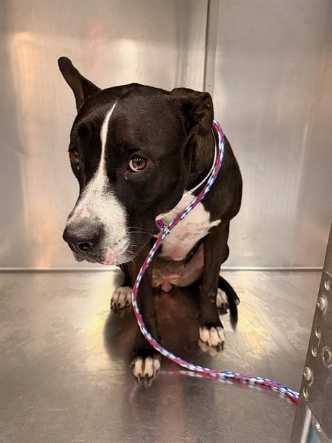 Photo of Denise, adoptable Pit Bull Terrier in Thousand Palms, California
