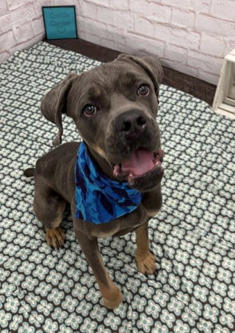Photo of Saint Elias, adoptable Cane Corso Mastiff in Detroit, Michigan