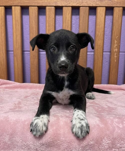 Photo of Aurora, adoptable Border Collie in Genesee, Wisconsin