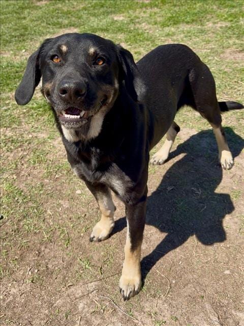 Photo of Jones, adoptable Rottweiler in Conroe, Texas