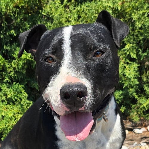 Photo of Magnanimous Mr Muldoon = ROCK STAR, adoptable American Staffordshire Terrier in Albuquerque, New Mexico
