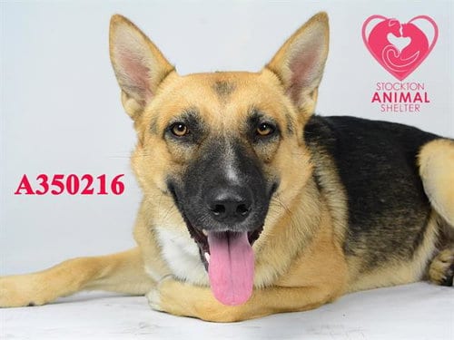Photo of Dawson, adoptable German Shepherd Dog in Stockton, California