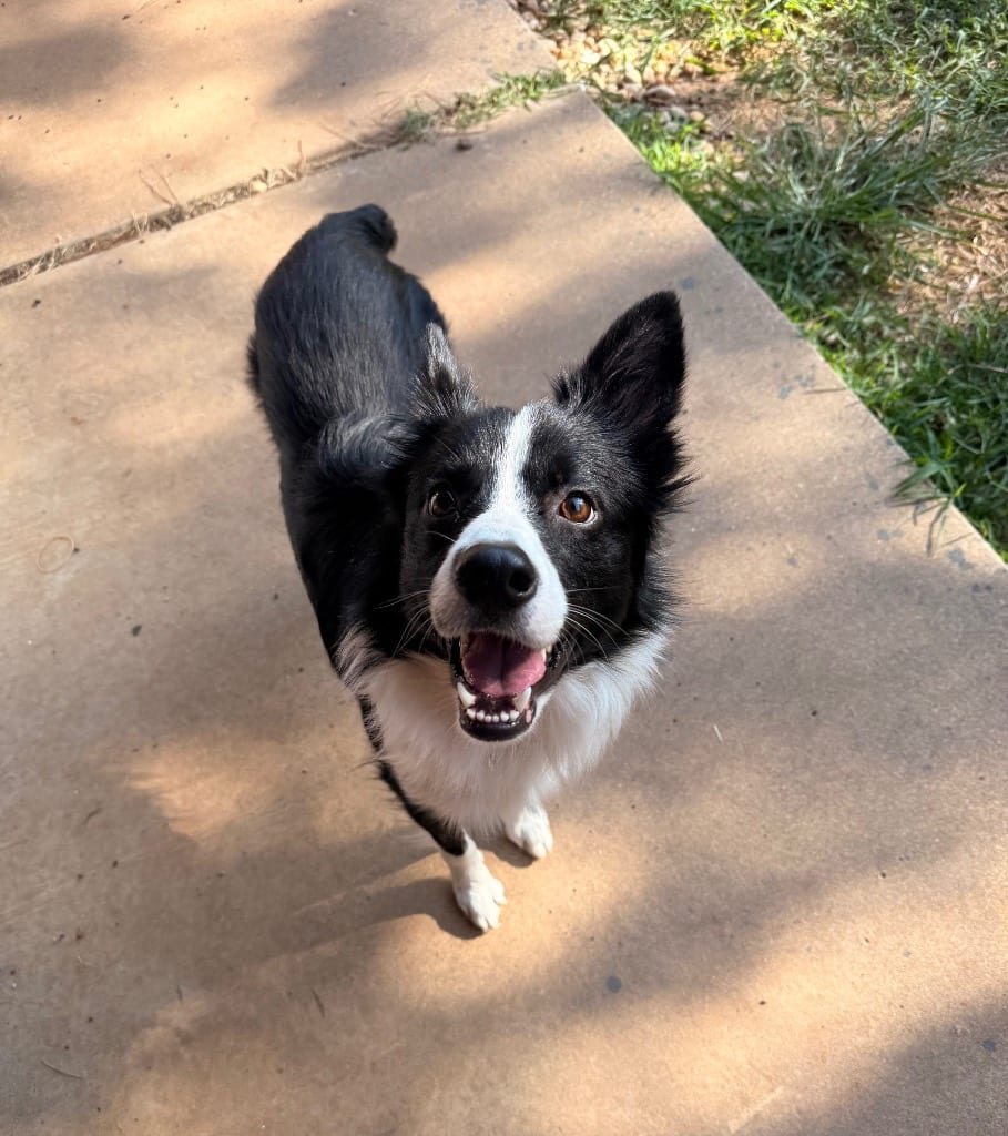 Photo of Rockie, adoptable Border Collie in Texas