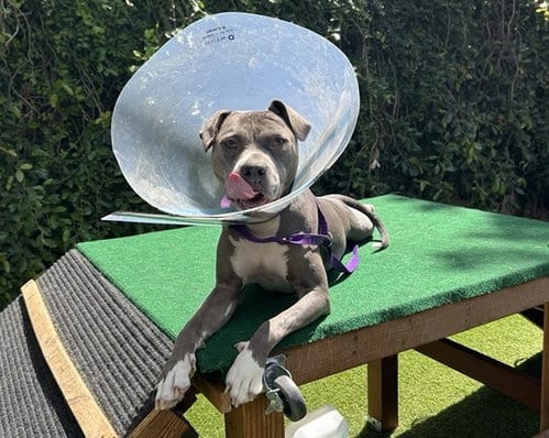 Photo of Jade, adoptable Pit Bull Terrier in San Jose, California